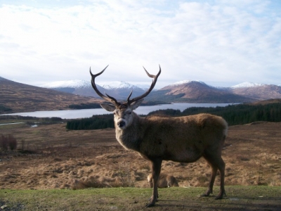 The local wildlife! This one was tame and used to pose for photos. March 2008.