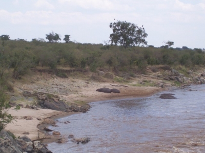 Hippos on the Mara River, Kenya. August 2007.