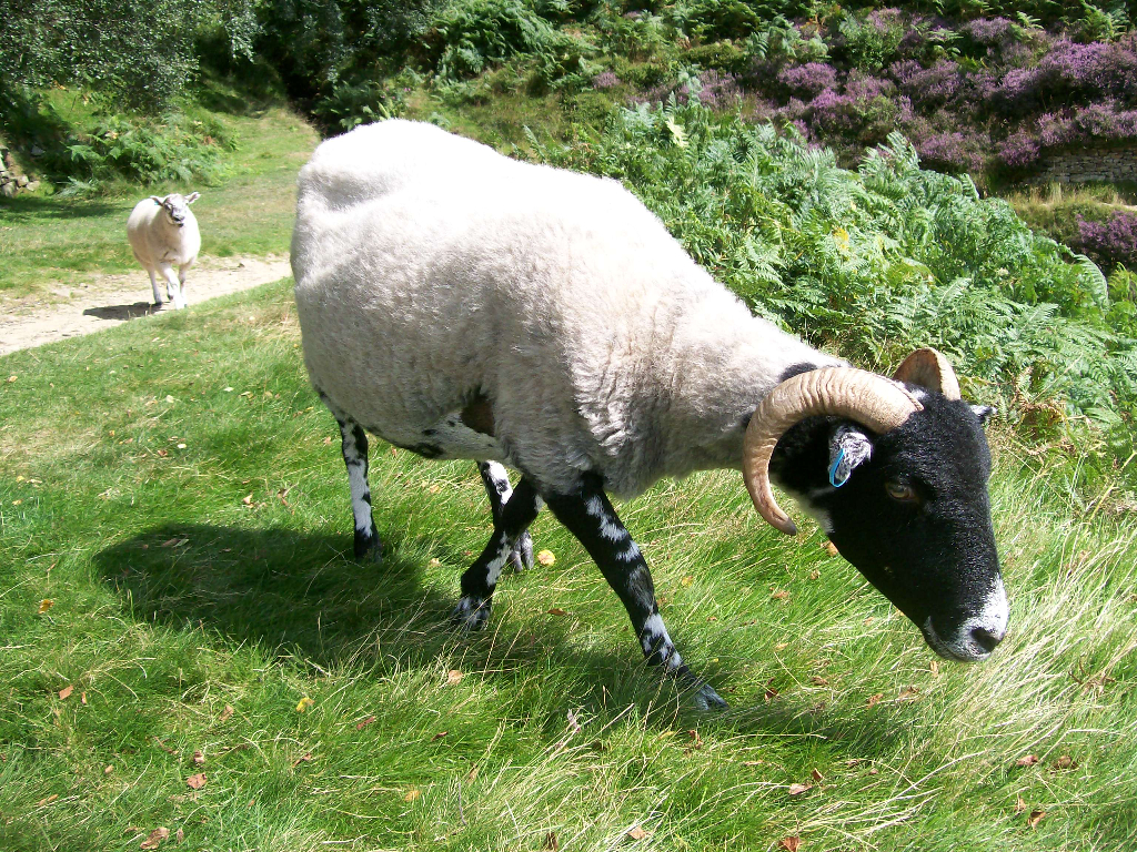 An extremely friendly sheep on the path to Kinder Scout from Edale. Aug 2009.